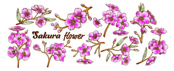 Sticker - Sakura Collection Tree Branches Set Vintage Vector. Assortment Of Sakura Twigs With Flowers, Buds And Leaves. Engraving Template Pencil Drawn In Retro Style Color Illustrations