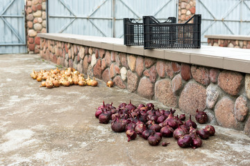 Wall Mural - Harvesting onions in plastic boxes.