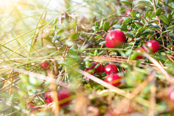 Wall Mural - Ripe red cranberries grow on the surface of swamp moss