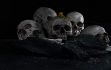 Head Skulls And Pile Of Bone.    Still Life Image And Select Focus.  