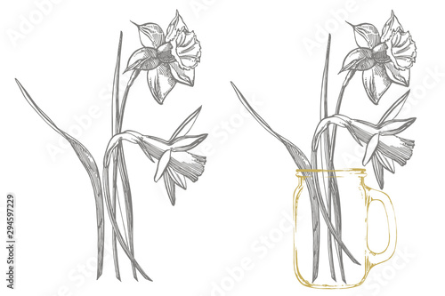 Daffodil or Narcissus flower drawings. Collection of hand drawn black and whi...