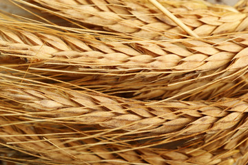 Rye (Barley) Ears