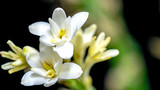 Fototapeta  - Isolated close up tuberose flower