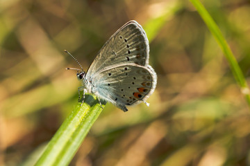 European Lepidoptera the Provencal short-tailed blue - Cupido alcetas - sitting on a grass. Green background