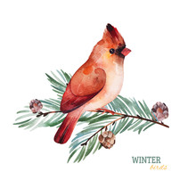 Winter Watercolor Illustration.Cute Cardinal Bird On A Conifer Branch.Perfect For Your Project, Christmas Holiday, Wedding Invitations, Greeting Cards, Photos, Posters, Quotes And More.