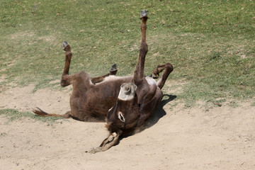 Wall Mural - Funny donkey is bathing in the dust