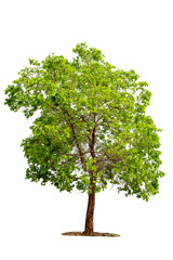 Wall Mural - green tree isolated on white background with clipping path. tropical trees