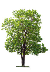 Wall Mural - big green tree isolated on white background with clipping path.