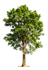 Wall Mural - big green tree isolated on white background with clipping path. tropical trees