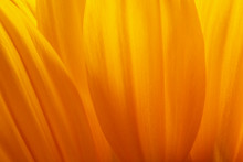 Sunlower Blossom Colorful Natural Plant Close Up Macro Photo