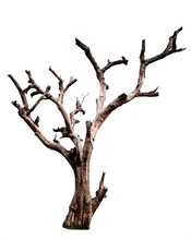 Dead Tree Isolated On White Background With Clipping Path. Dead And Dry Tree