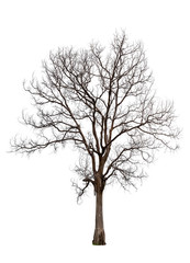 Wall Mural - dead tree isolated on white background with clipping path, dead and dry tree