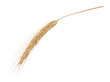© azure - Ears of rye isolated on a white without shadow
