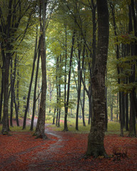 Poster - Beautiful trail in autumn foggy forest. Red leaves on the ground