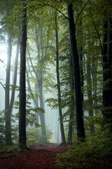 Poster - Fairy tale trail in autumn foggy forest. Strange mist in the woods