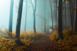 Panoramic trail in foggy forest. Creepy light inside the forest during autumn misty morning