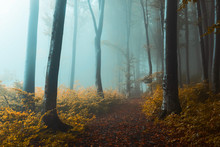 Panoramic Trail In Foggy Forest. Creepy Light Inside The Forest During Autumn Misty Morning