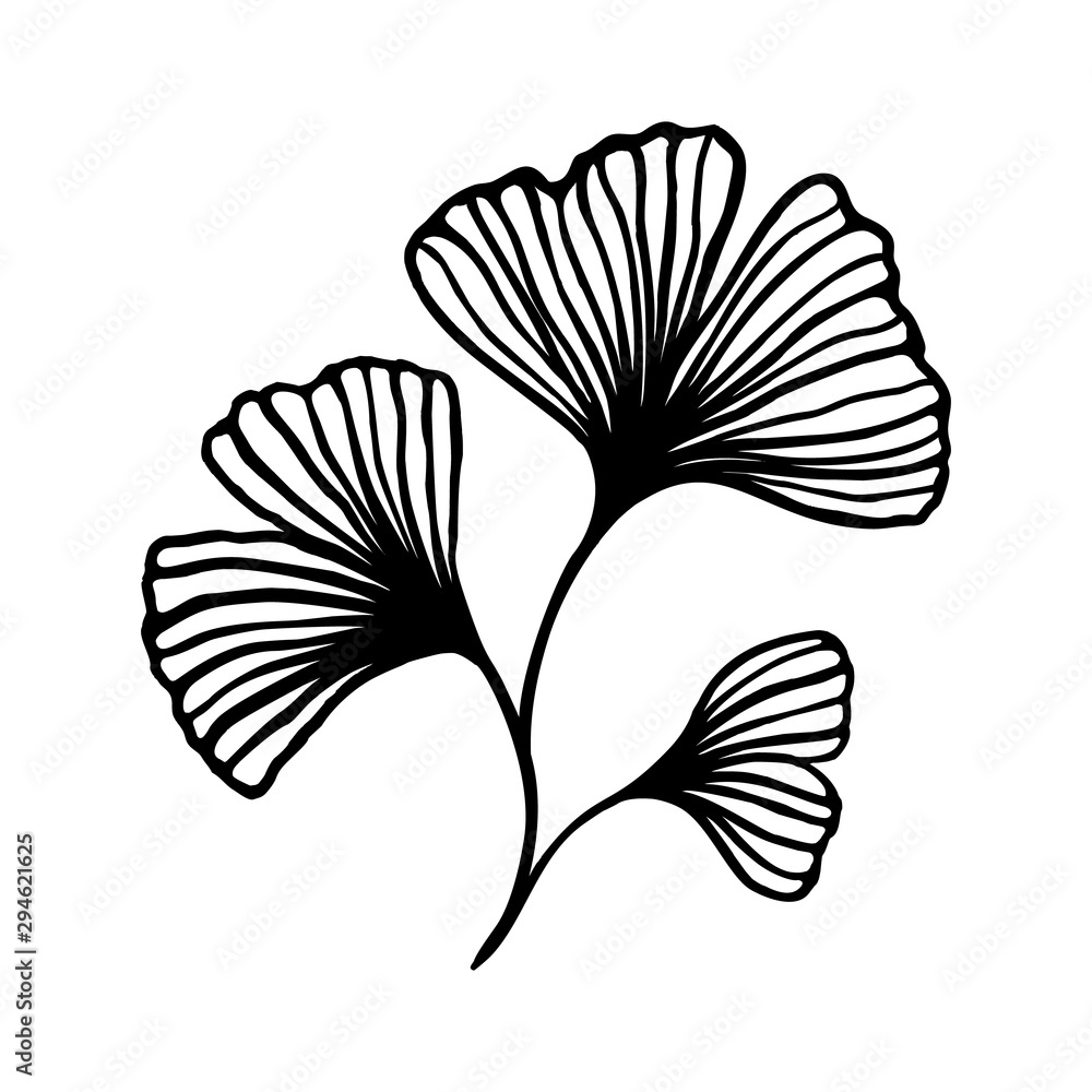 Ginkgo biloba branch with leaves hand drawn contour line. Vector Floral art in a Trendy Minimalist Style. For the design of Logos, Invitations, posters, Postcards, prints on t-Shirts. - obrazy, fototapety, plakaty 