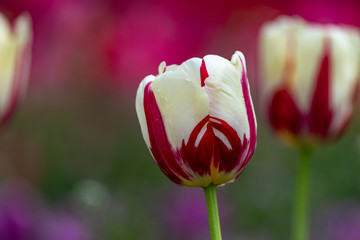 Marble pattern of tulip flower, Closeup