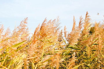 Wall Mural - cane against blue sky