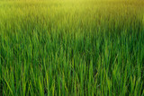 Fototapeta  - Green rice fields in the evening fields.