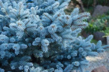 blue spruce for Christmas. The branches of the blue spruce close-up. New Year tree. Christmas tree