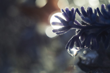 Wall Mural - a drop of water on a flower petal. lavender. blue flower macro with beautiful bokeh in the rain