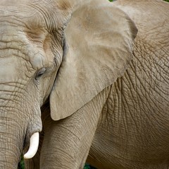 LOXODONTA AFRICANA or the African Elephant is one of the largest land animals. Mammal with ivory tusks. Headshot, profile, portrait, Up close. Frame filled, unique, half profile, texture