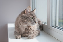 Fluffy Gray Cat Looking At Window On Windowsill