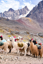 Llama Pack In Cordillera Vilcanota, Ausungate, Cusco, Peru