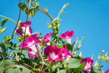 Wall Mural - Convolvulus with bright pink flowers. Plant bindweed with brightly purple colored funnel-shaped flowers.