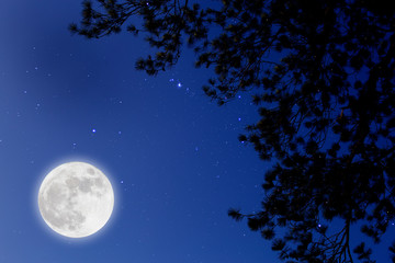 Wall Mural - full moon with starry over pine branches . romantic night.