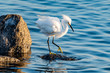 Snowy egret stands at the edge of the Gulf of Mexico hunting for food