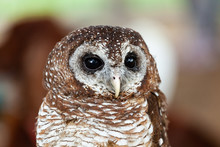 Portrait Of A Tawny Owl, Strix Aluco.