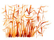 Bulrush, grass, marsh reed. Watercolor illustration on white background