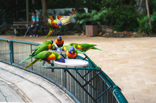 Feeding The Rainbow Lorikeets At Currumbin Wildlife Sanctuary.  These Beautifully Coloured Birds Are The Species Of Australasian Parrot.