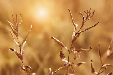 Wall Mural - autumn dry grass in the sunlight on a beautiful natural blurred background. sunny day. selective foc