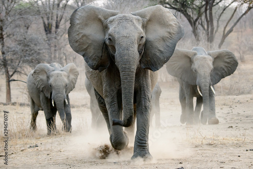 Dekoracja na wymiar  slon-afrykanski-za-oplata