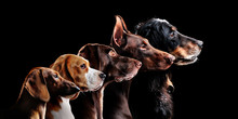 Group Side View Portrait Of Dog Of Different Breeds Against Black Background