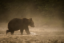 Silhouette Of A Brown Bear (Ursus Arctos) In The Water At Sunrise. Bieszczady Mountains. Poland