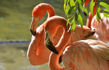 Plakat flamingo tropikalny dziki
