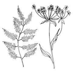 Vector Wildflowers floral botanical flowers. Black and white engraved ink art. Isolated flowers illustration element.