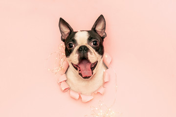 Cheerful, happy and funny dog breed Boston Terrier looks out of the hole torn pink paper with a garland.