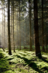 Wall Mural - Wald im Licht der Morgensonne