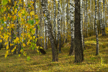 Birch in the autumn forest in October