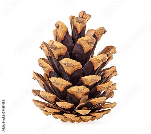 Fotografía Brown pine cone isolated on white background
