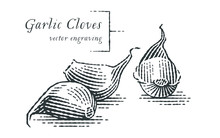 Garlic Cloves. Hand Drawn Engraving Style Illustrations.