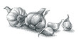 Garlic composition. Hand drawn engraving style illustrations.