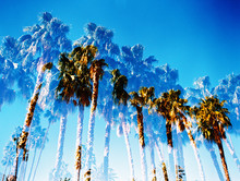 Palm Trees Double Exposure Against Bright Blue Sky