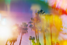 Rainbow Palm Trees On Film